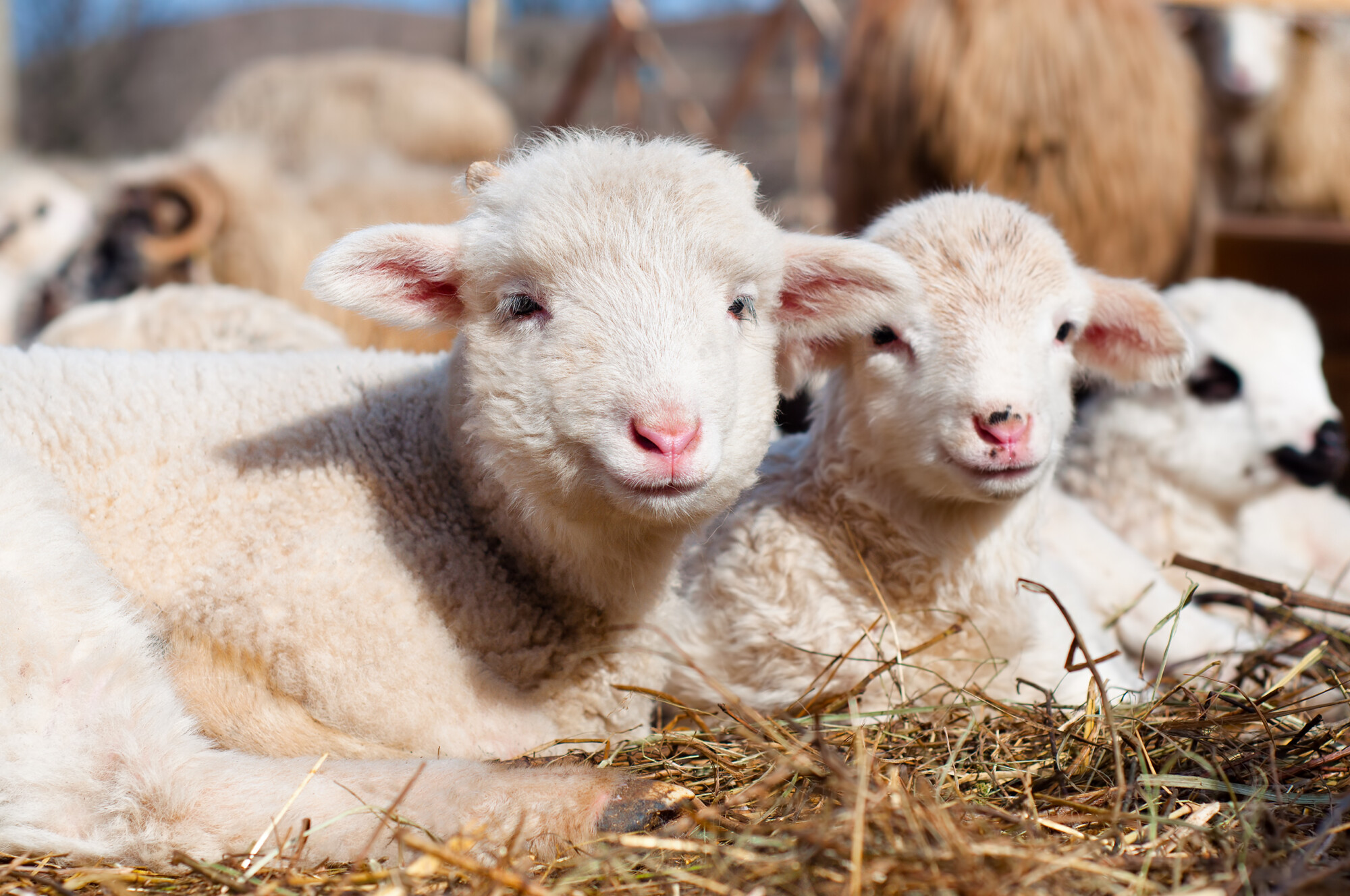 young lambs smiling and looking at camera while eating and sleeping - 'face of love lamb'