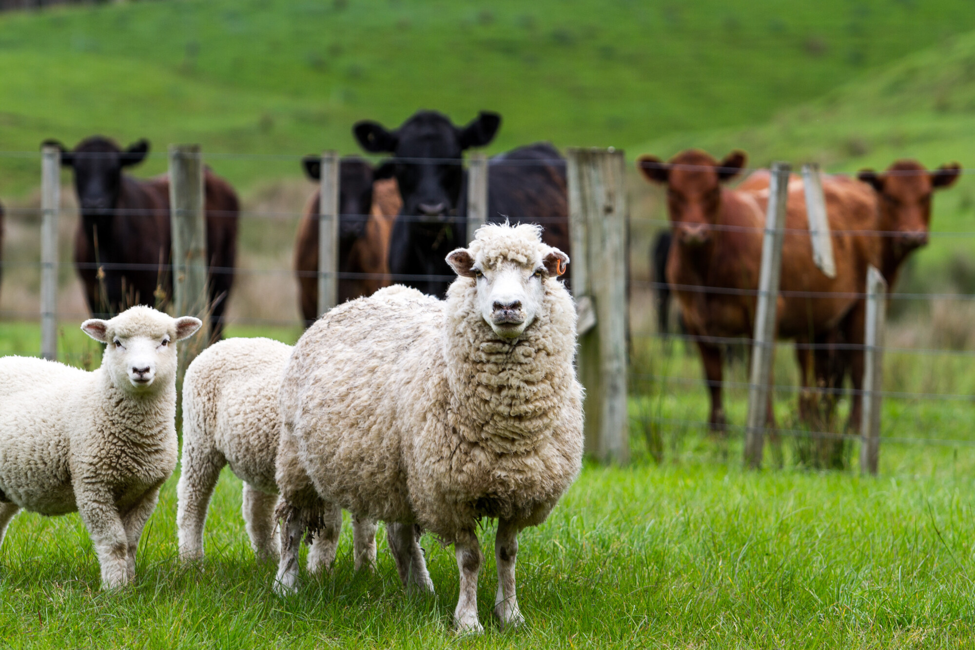  cattle prices rising but a big fall for finished lambs