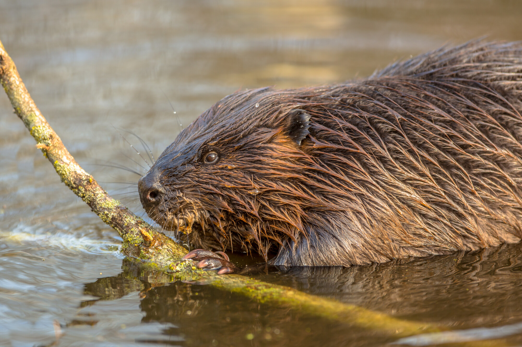Government plans to release beavers into the wild 