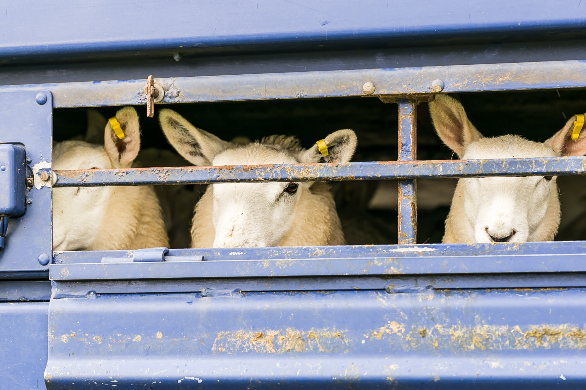 Police issue statements on the theft of over 200 sheep in several raids