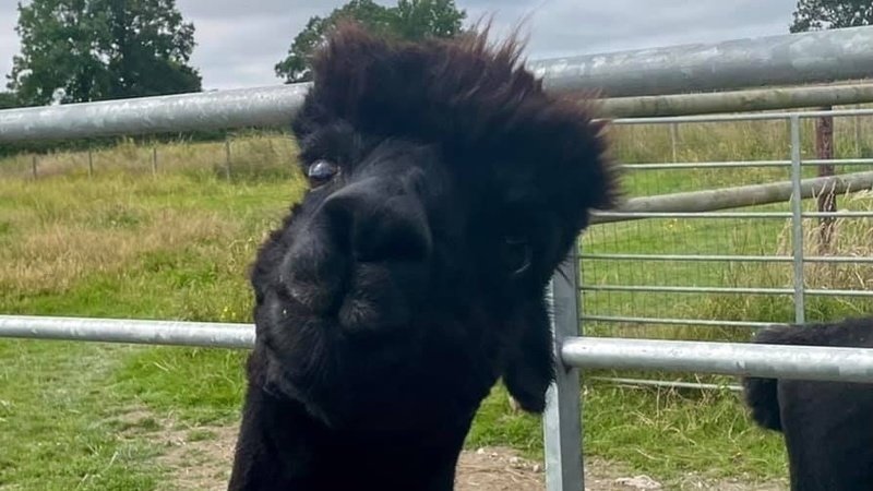 Defra officials confirm Geronimo the alpaca put down 