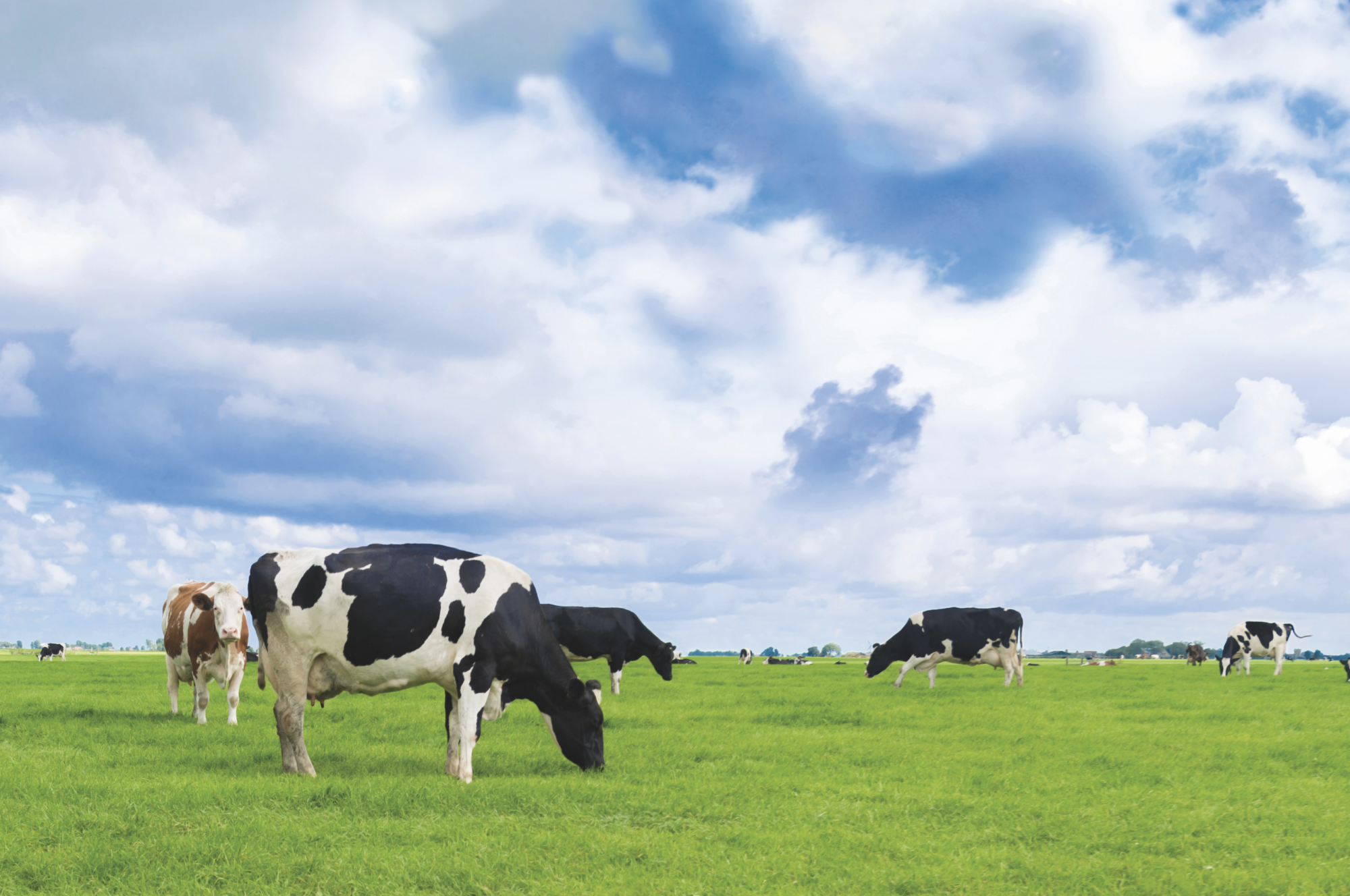 Your guide to cattle health around the transition period