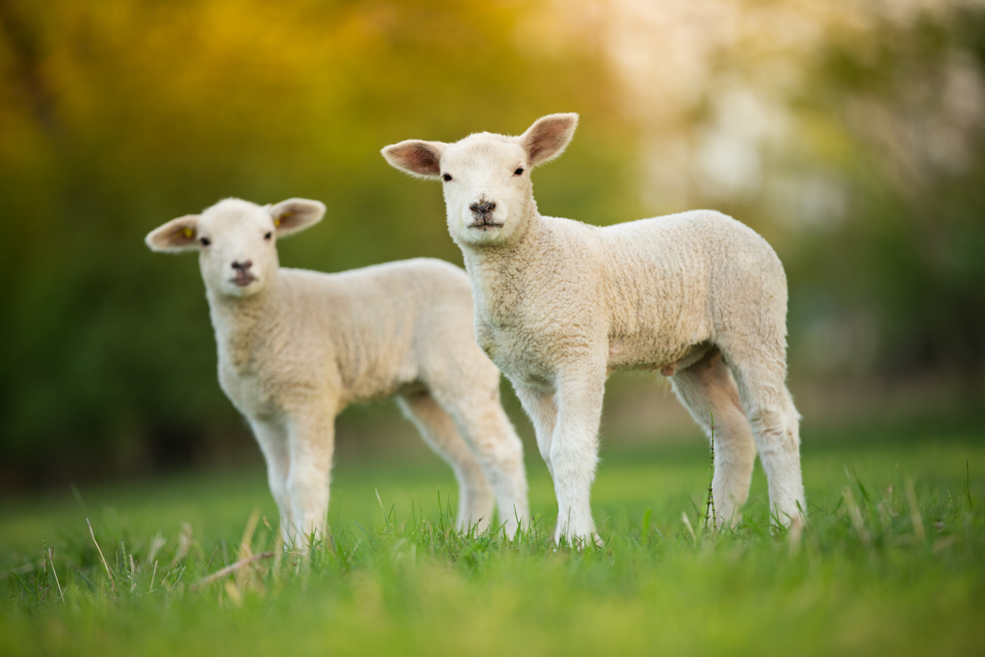 Farming bodies react as US set to accept British lamb again 