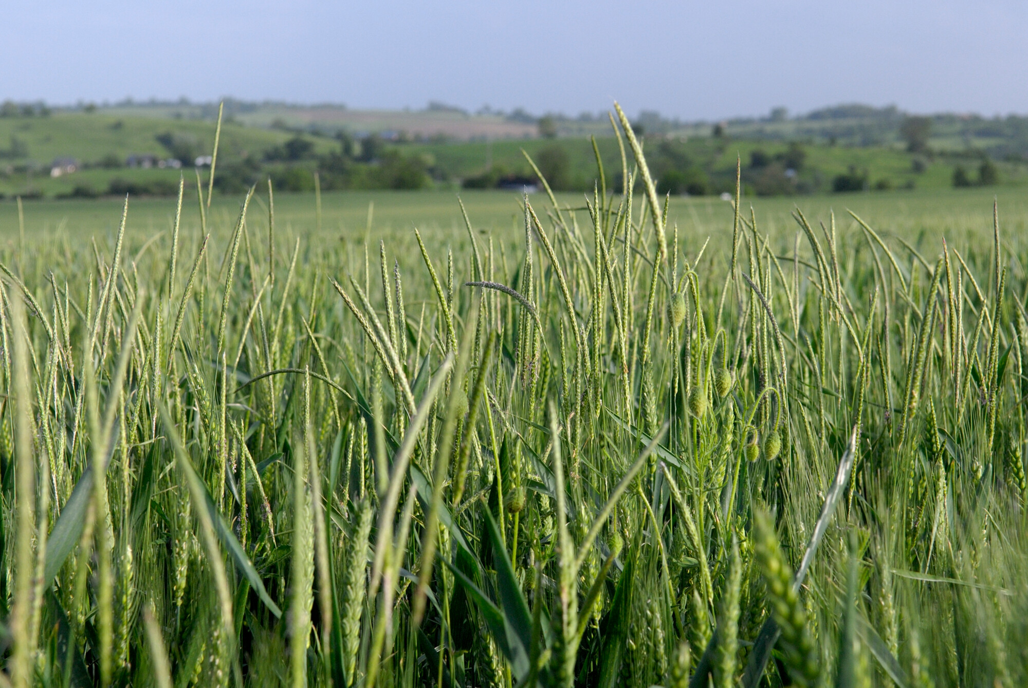 Grassweed management: The four pillars of weed control