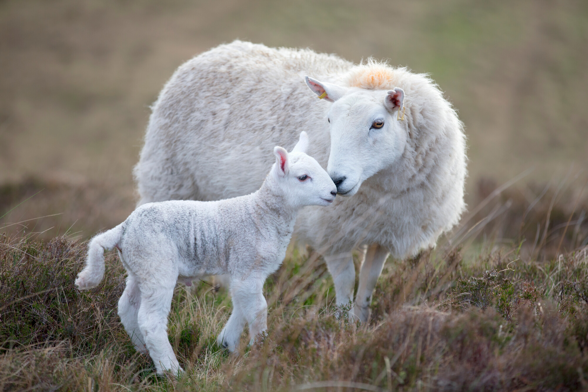 Love Lamb Week celebrates all things lamb
