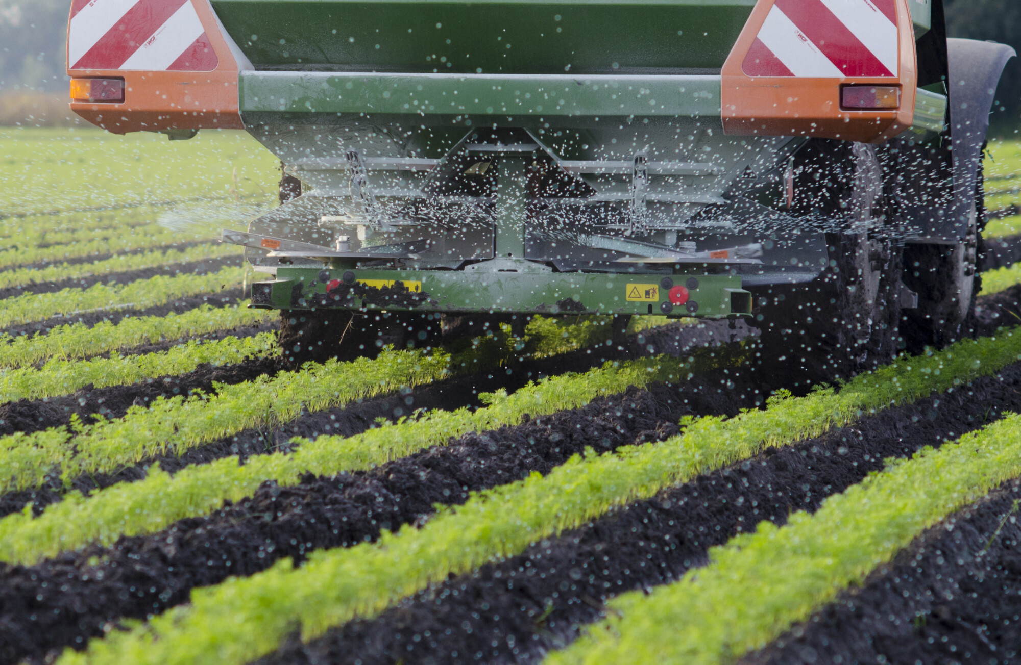 Agriculture - A farmer spraying fertiliser on his carrots