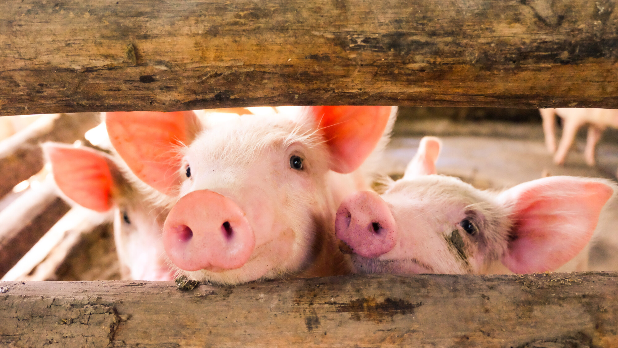 Boost for British pork as £50m trade deal announced 
