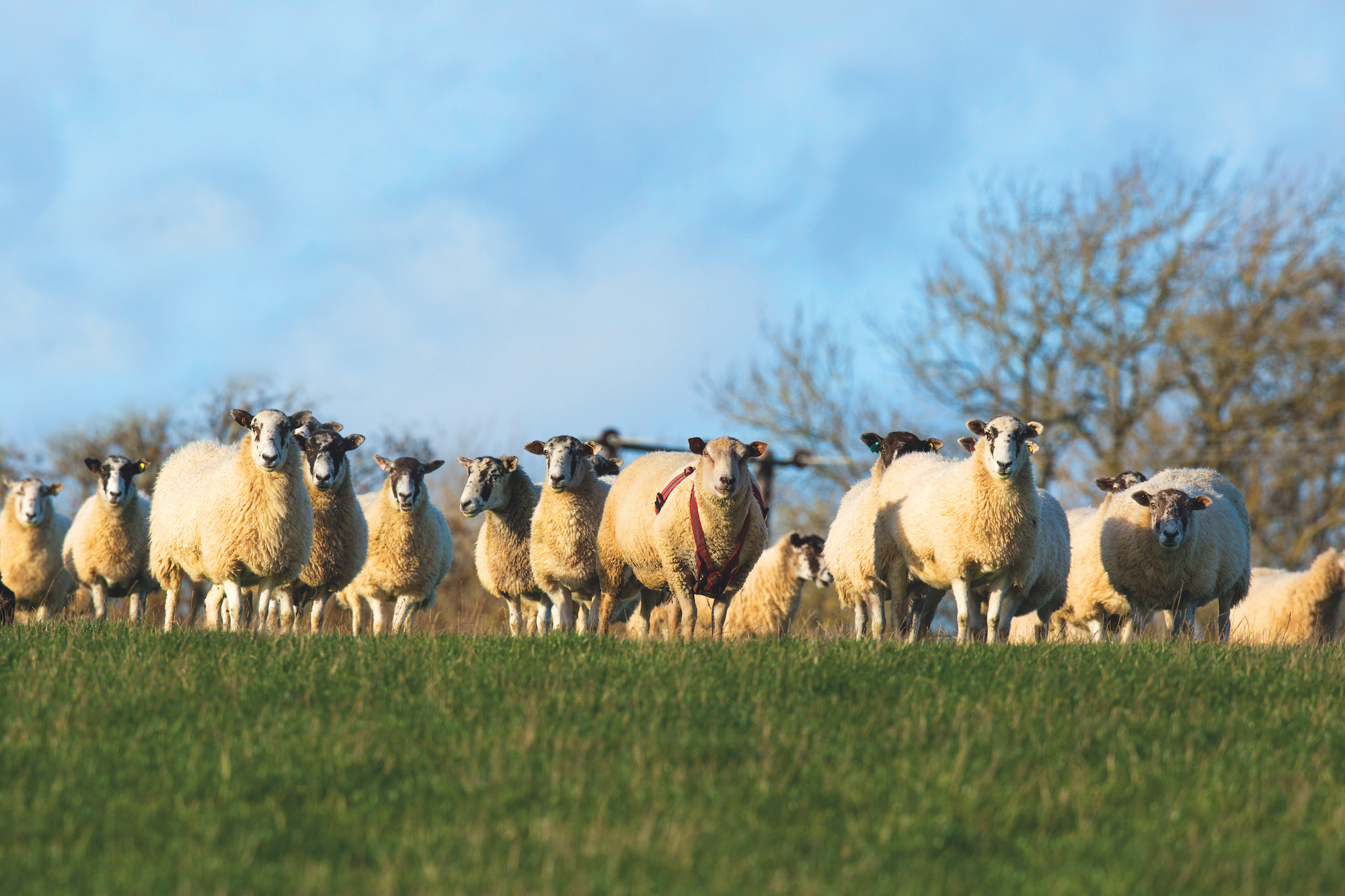 Support tupping success with a natural energy feed