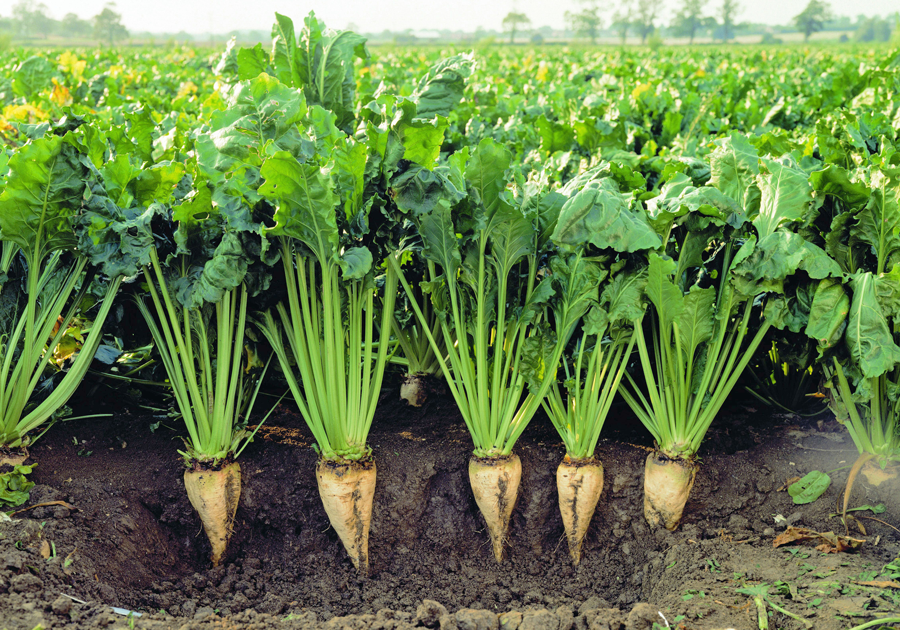 Additional sugar beet tonnes available in 2022 at fixed £27/t
