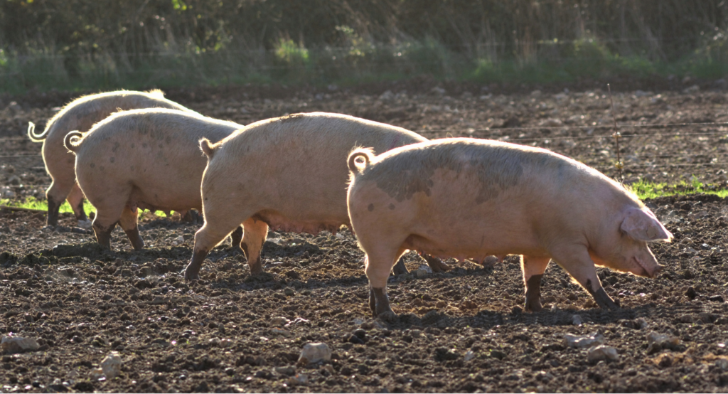four pigs in a muddy field - pig crisis. RABI responds
