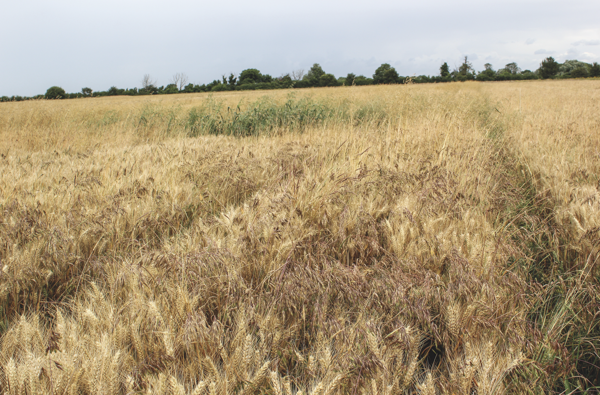 Sixty-year-old herbicide proves increasingly important