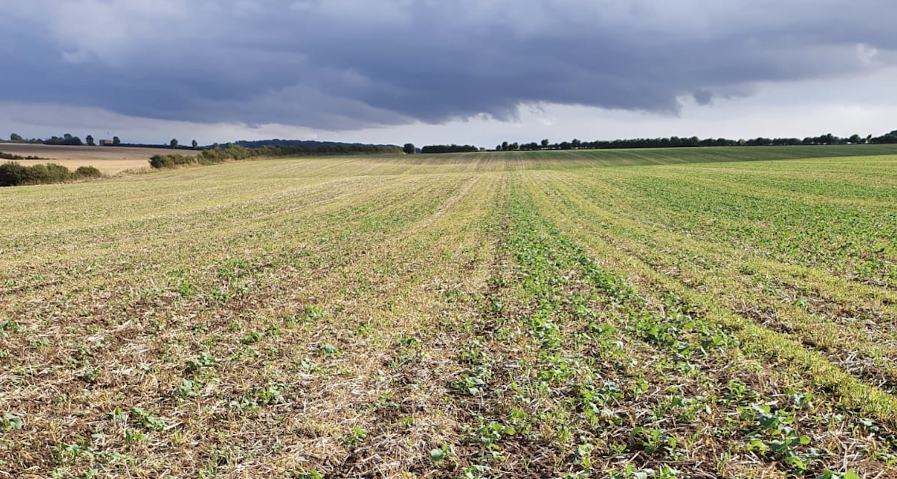 Positive start to OSR primed seed trials 