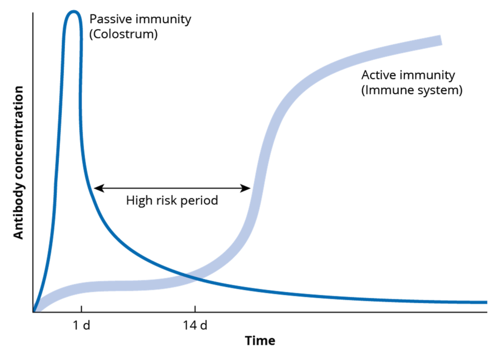 Protect newborn calves and be ready with the best response to calf