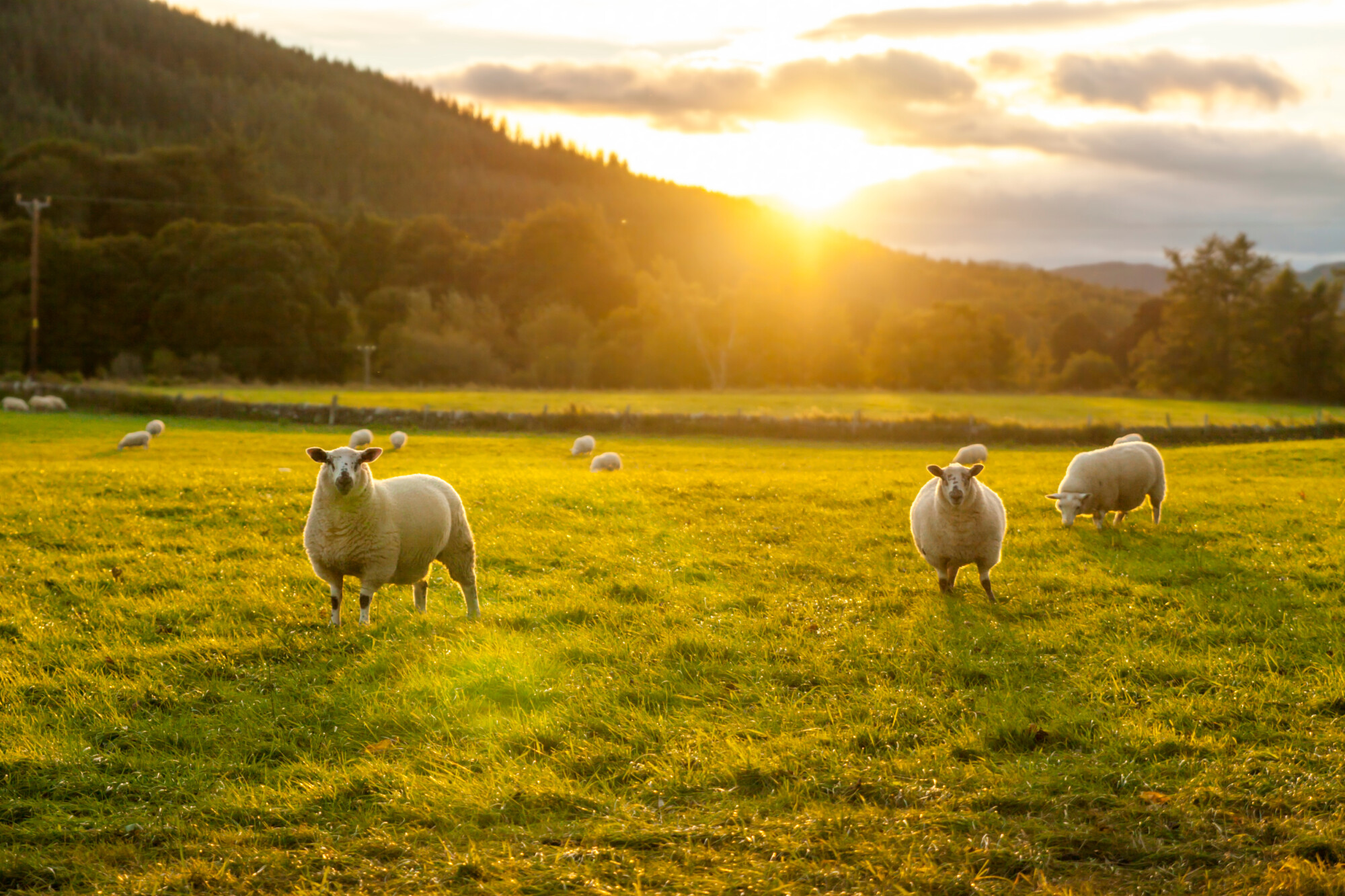Survey reveals the farming community remains optimistic despite industry stress 