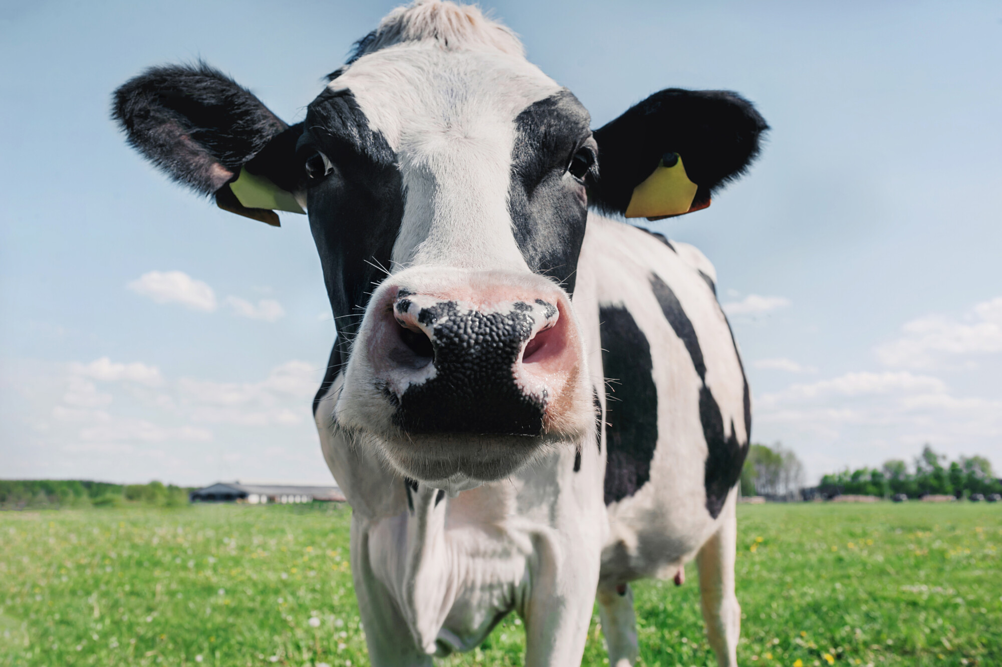 dairy and beef cow in a green field with blue sky - health market report
