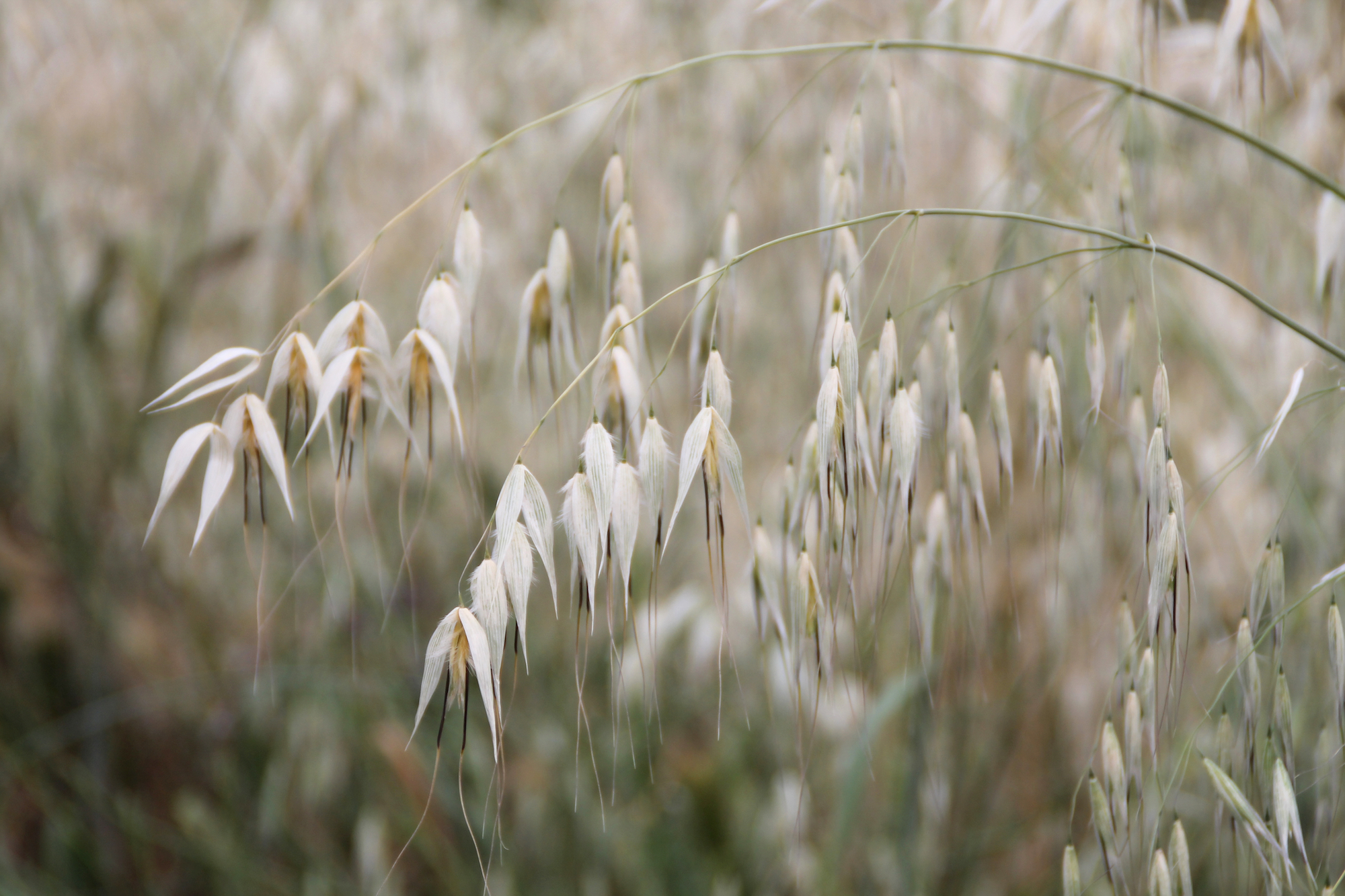 Specialists urge prioritising Autumn wild oat control 