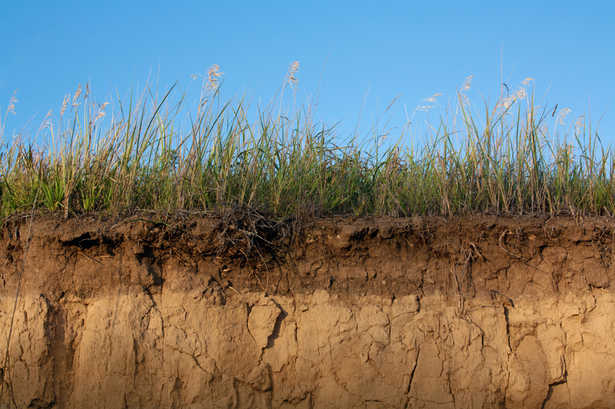 Top tips for maintaining soil health 