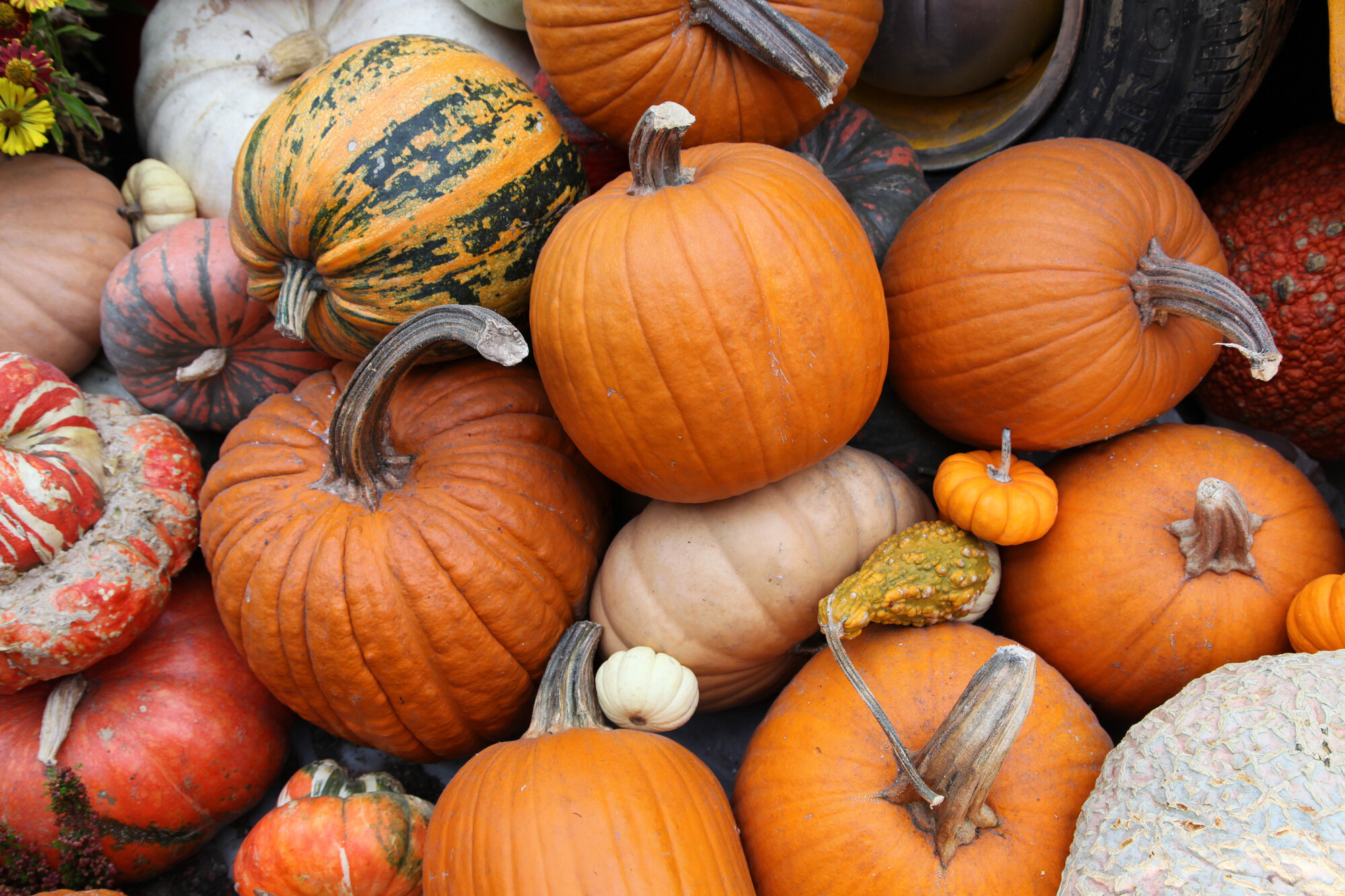 Are pumpkins for more than just Halloween?