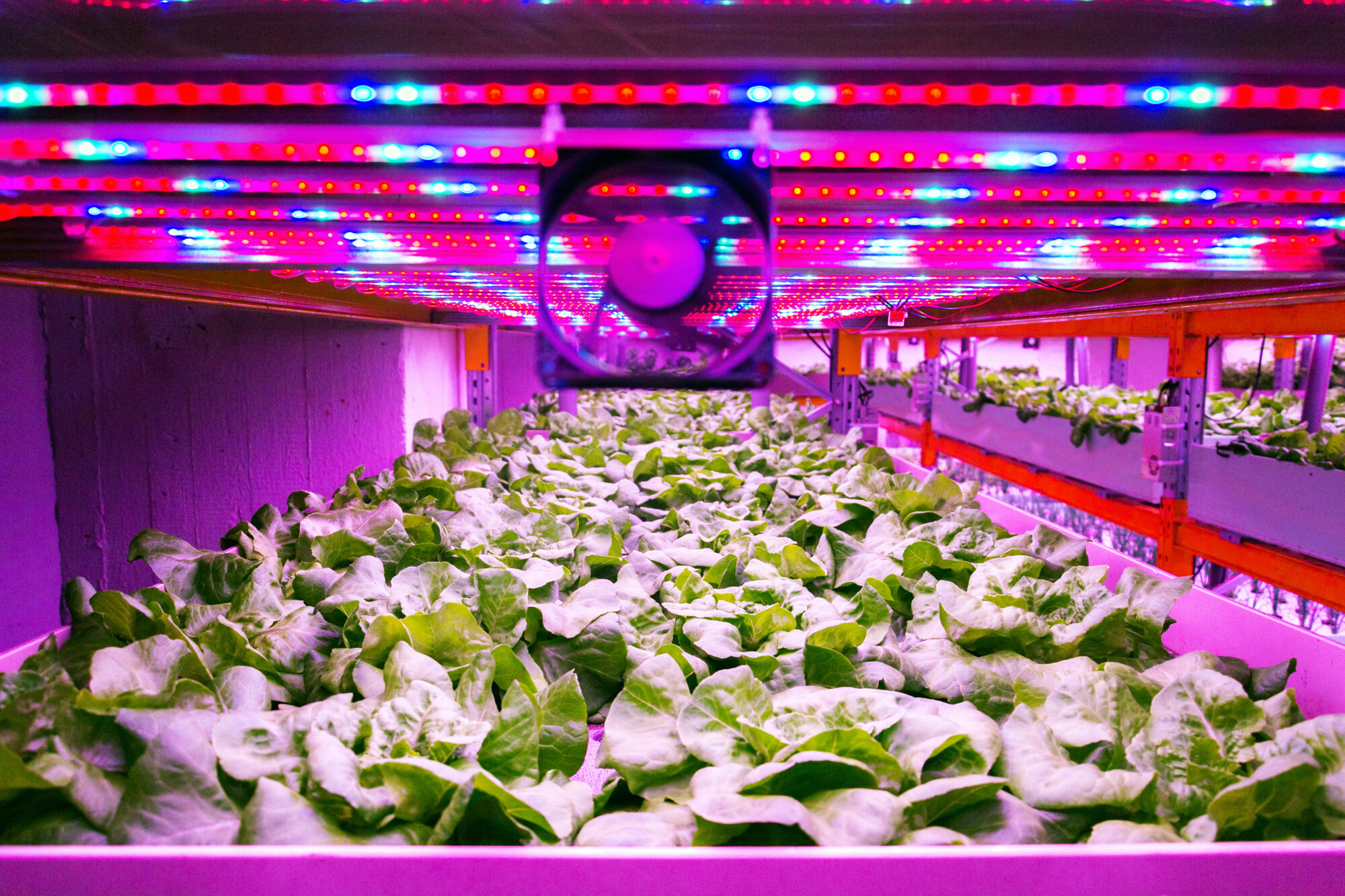 Fischer Farms announces plans for largest vertical farm Farmers Guide