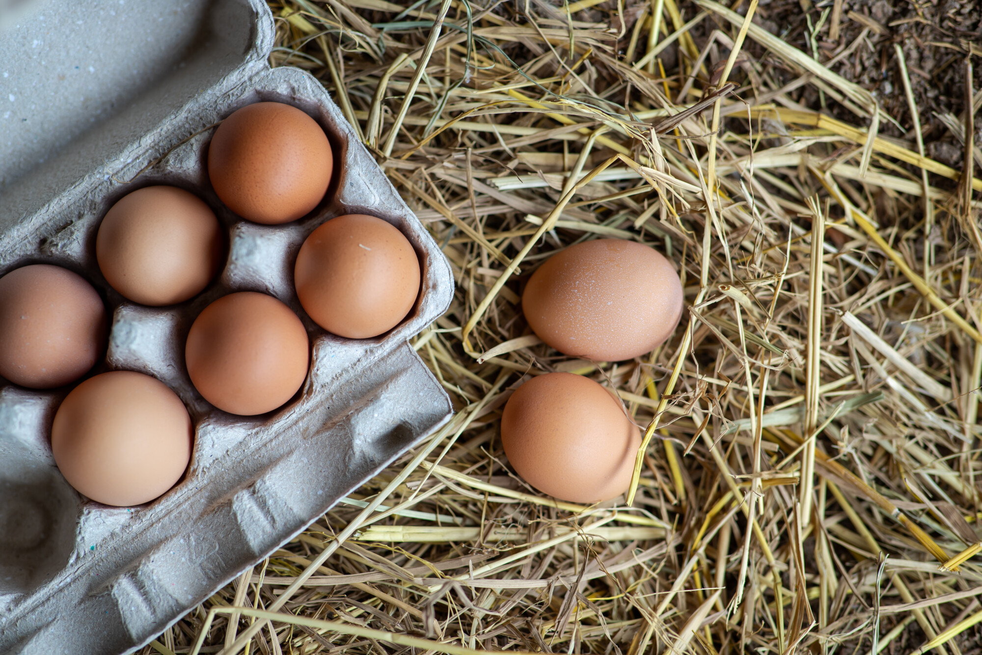 Industry calls for urgent price rise for free range egg producers