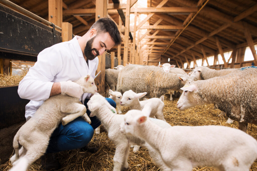 antibiotics - vet in a barn surrounded by lambs