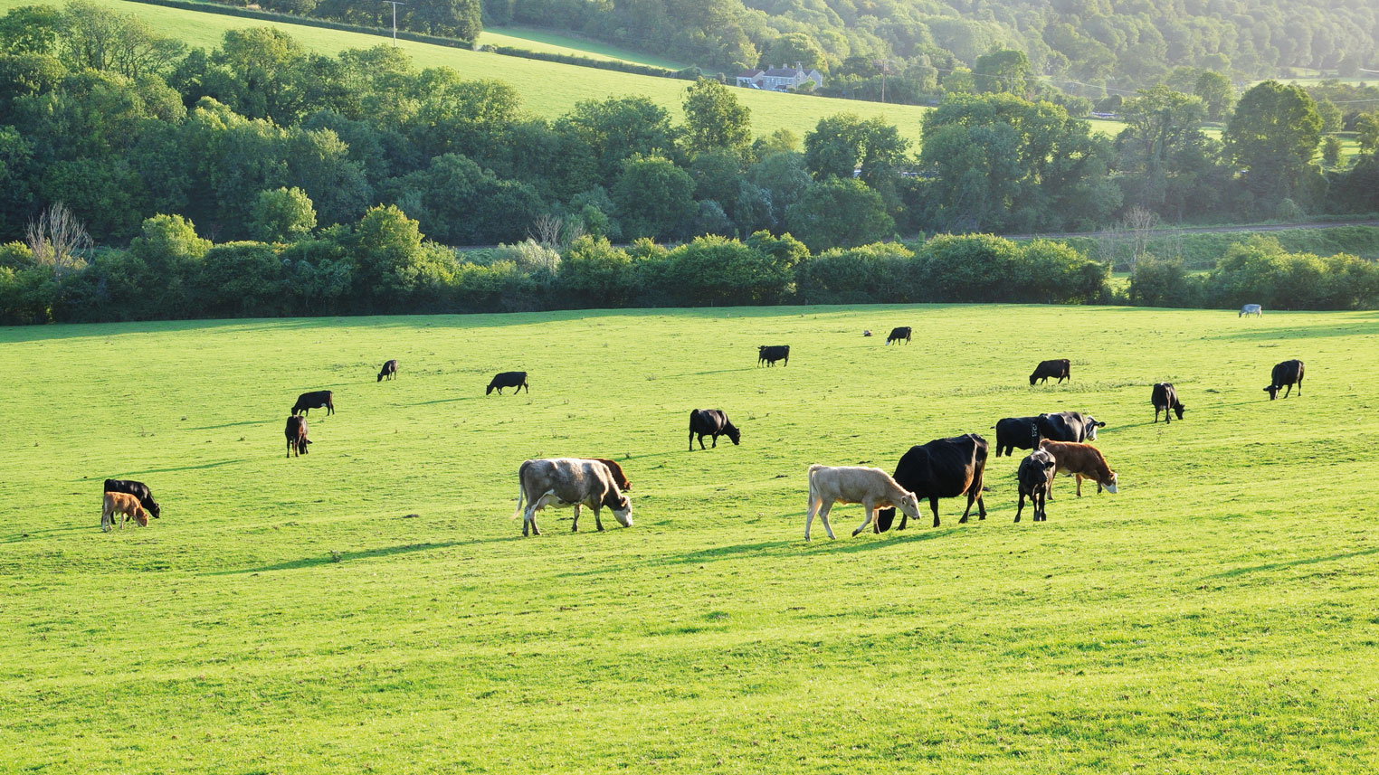 Cattle and sheep health: Trends for 2021