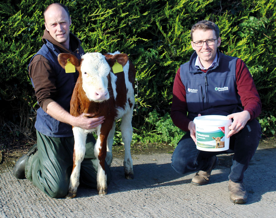 Rising number of dairy farmers turn to colostrum replacements to tackle Johne’s
