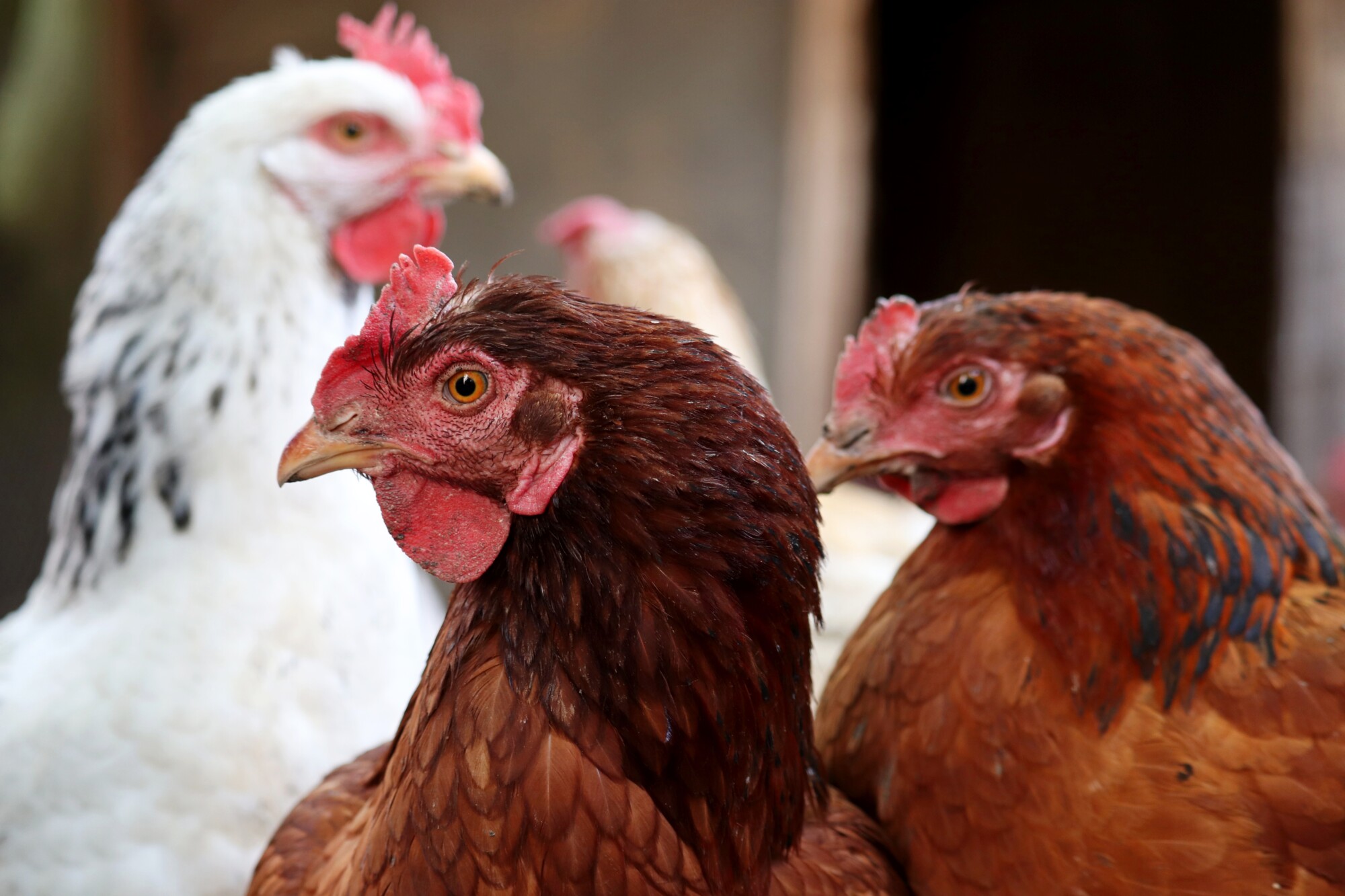 COVID-19: Travel quarantine exemption for seasonal poultry workers