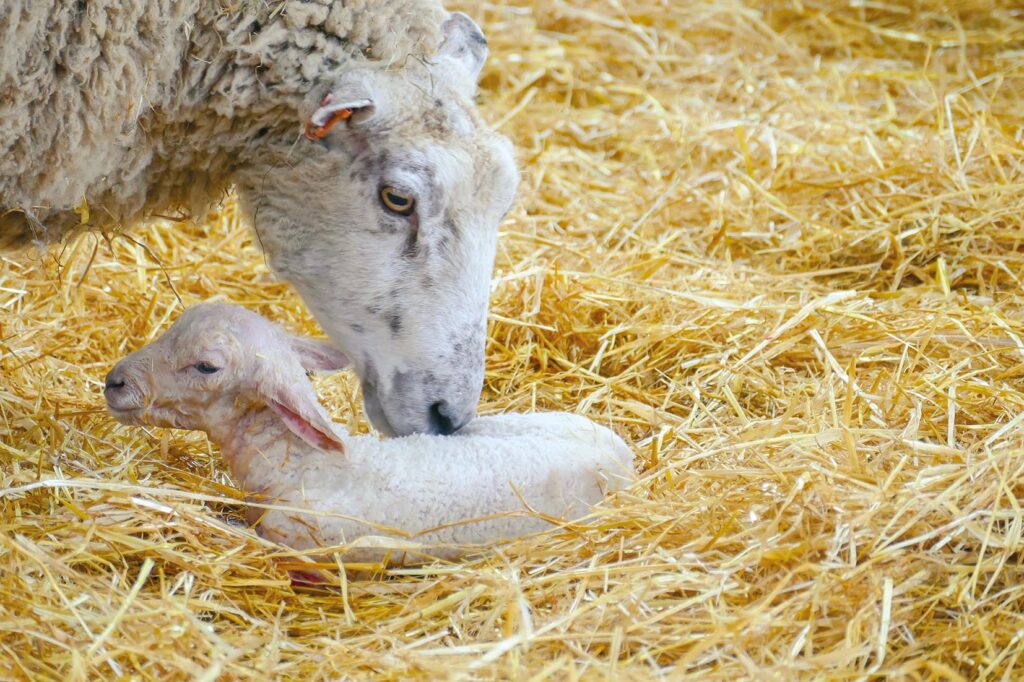 Natural alternatives to watery mouth prevention Farmers Guide