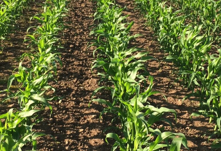 Maximising maize yields using effective weed control strategies