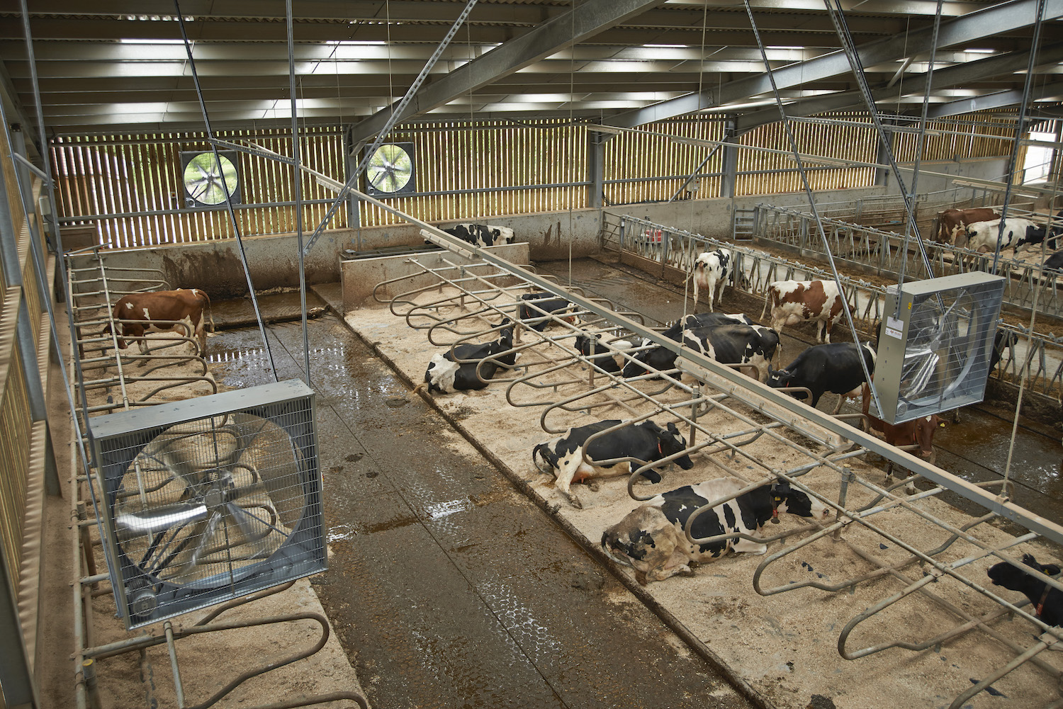 Beat the heat: The importance of ventilation for dairy farming and animal  welfare - Farmers Guide