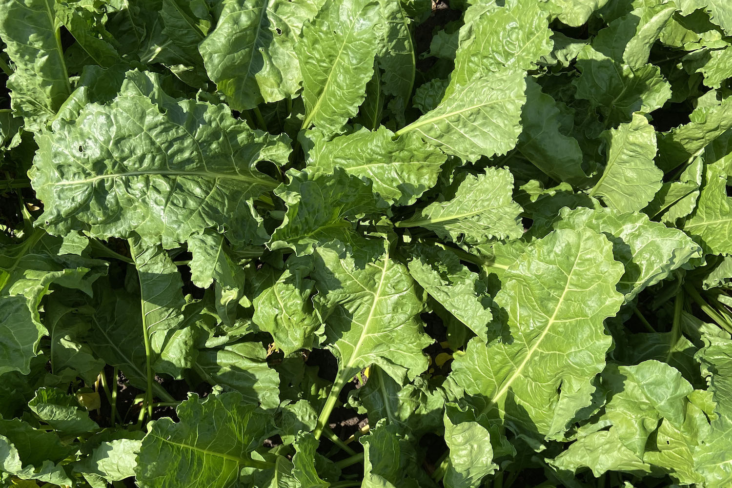 Beet gets relief from Quantis as heat rises Farmers Guide