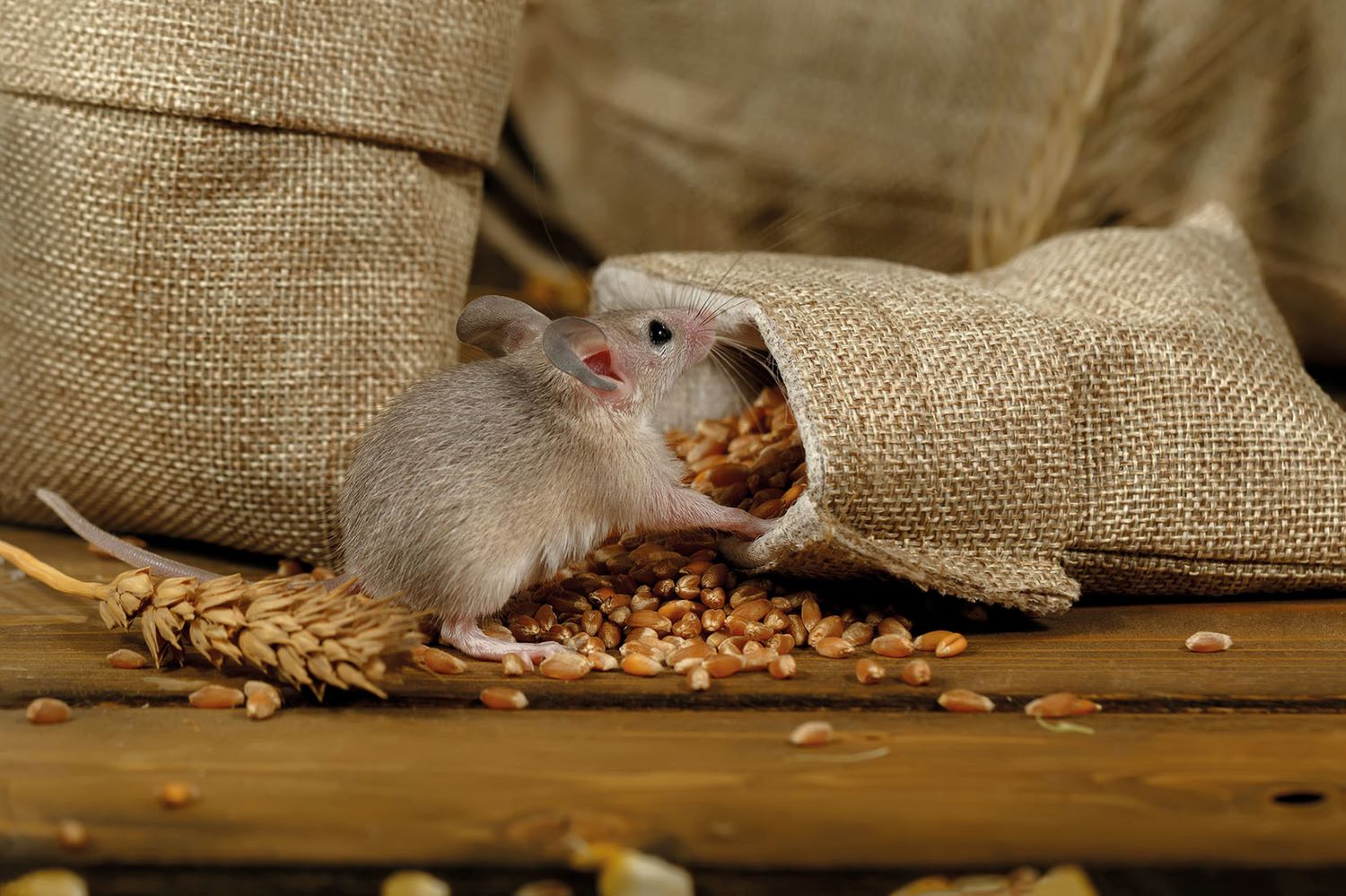 Rodent control on your farm Farmers Guide