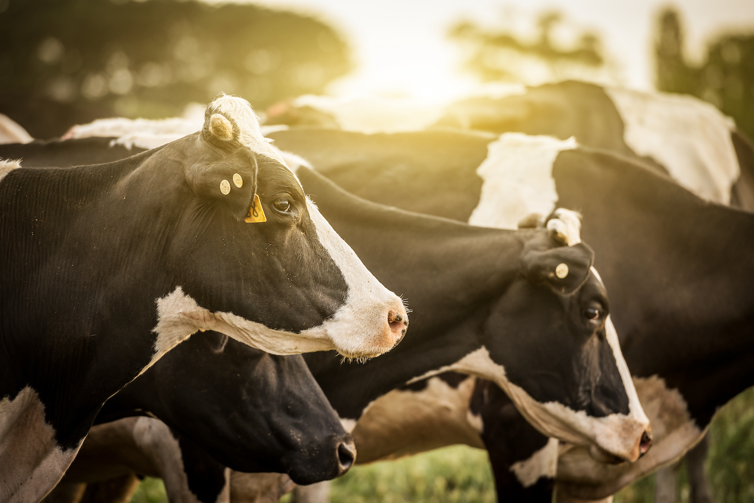 Lowcost devices show promise in detecting lameness in dairy cattle