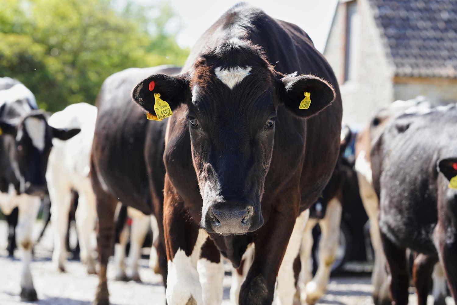 Three breeding maternal values added to improve beef cattle selection North Texas Chow Chow Club