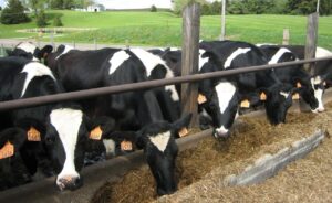 Tips for farmers to feed their dairy cows in a more sustainable way