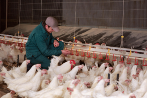 Innovative vaccination technology becomes widely available to aid poultry healthcare
