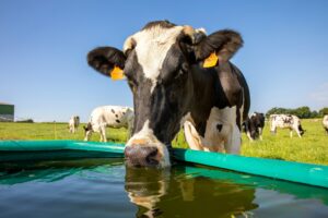 Monitor the water intake of cows' to improve their health and wellbeing.