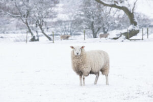 NFU Mutual urges farmers to prepare for winter storms