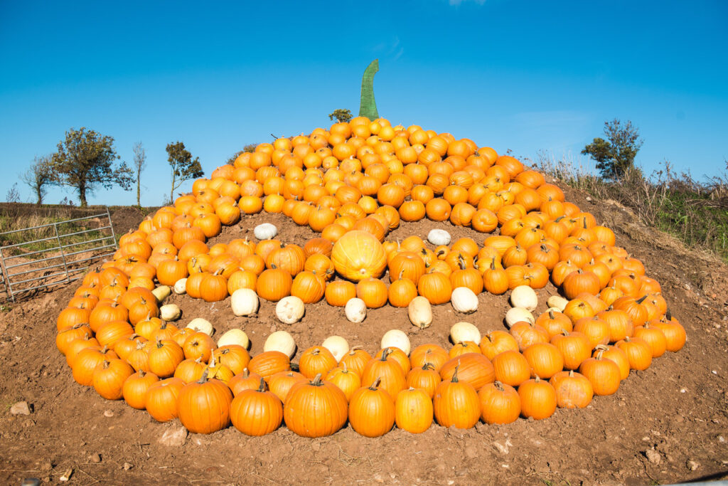Mound of pumpkins shaped into a face.
