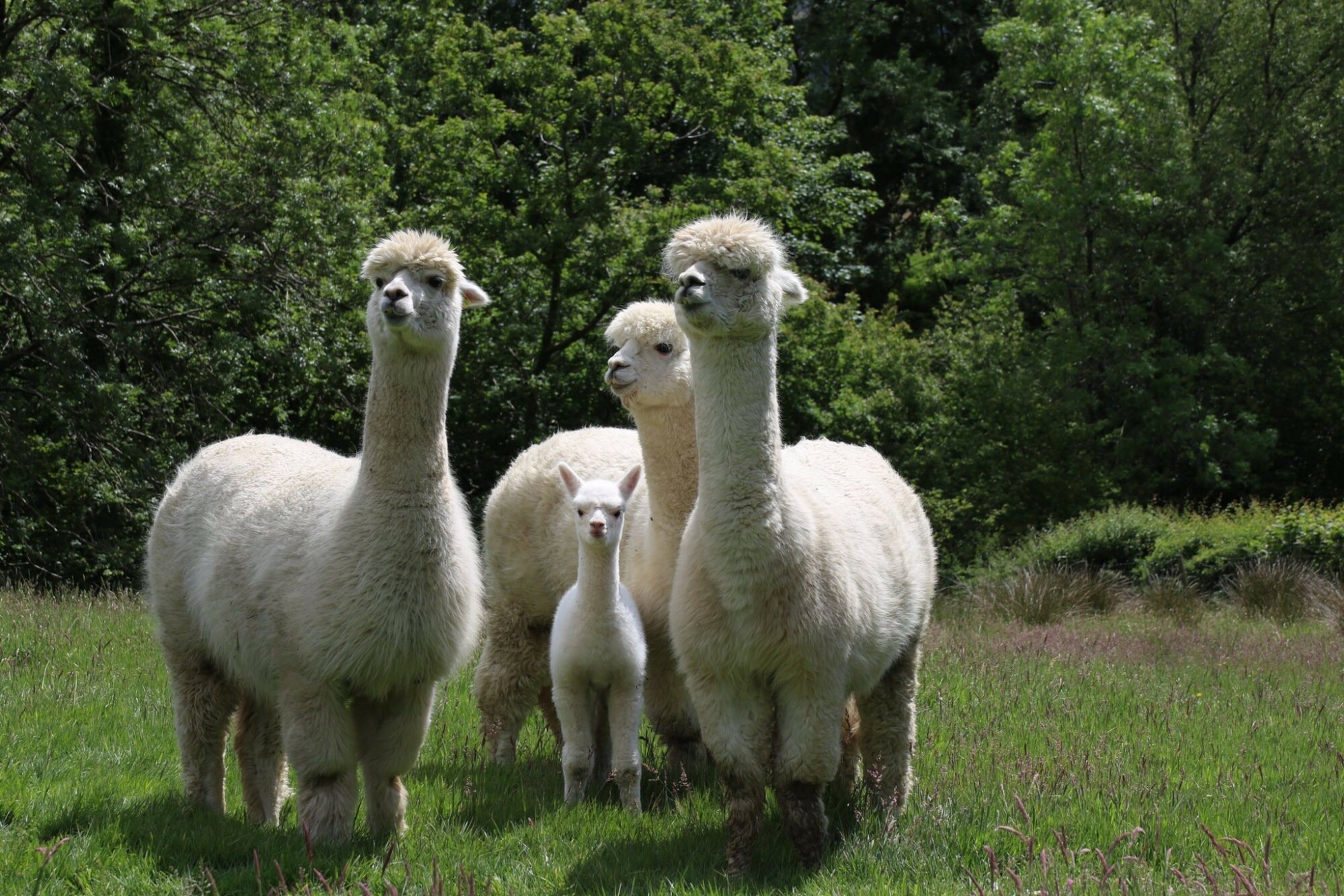 Alpacas could help in the fight against climate change Farmers Guide