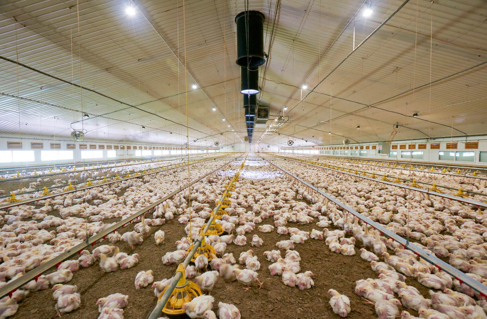 New white paper underlines the importance of gut health in sustainable