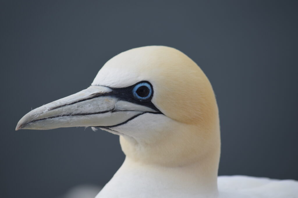 North Gannet seabird with an unusual black iris, indicating a previous infection with bird flu. 