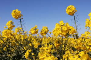Elsoms Tennyson is the only primed Winter OSR variety in the UK
