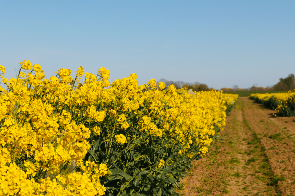 Growers and agronomists report positive benefits of drilling primed