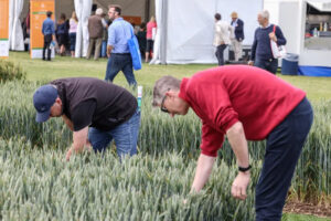 Crop plots at Cereals event 2023