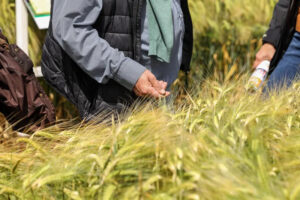 Crop plots at Cereals event 2023 June
