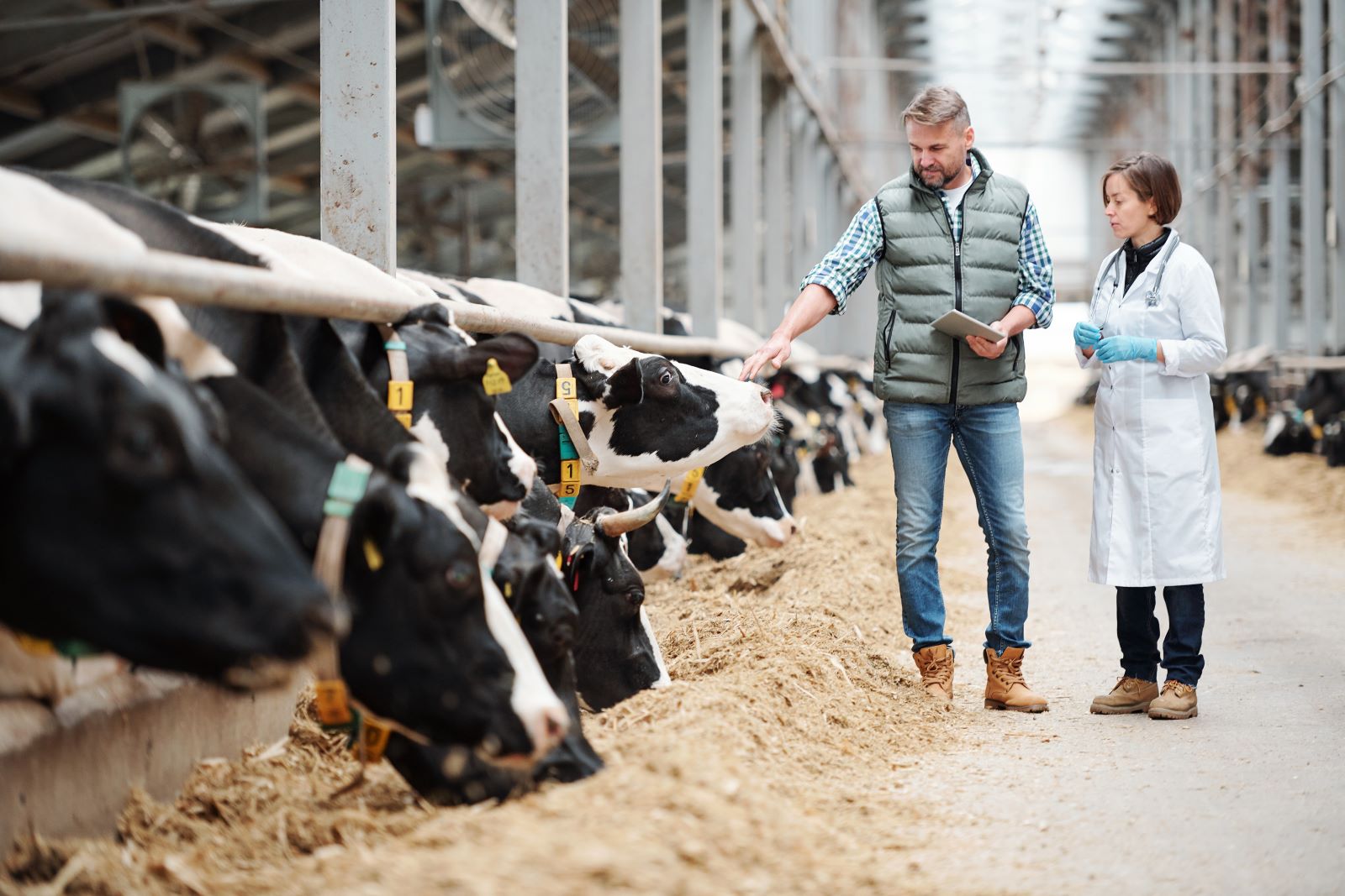 The power of AI and machine learning to optimise beef and dairy cattle