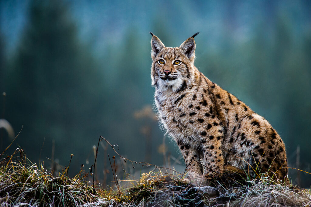 Picture of a Eurasian lynx sat on a log in woodland