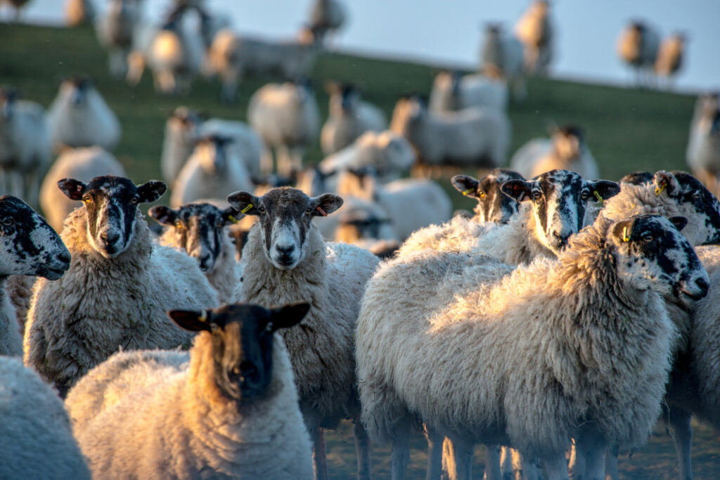 Flock of sheep standing in a field